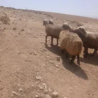 ۱۸ راس شیشک میش جوان ترکی  آبستن بفروش میرسد