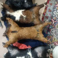 جا روغنی|لوازم جانبی حیوانات|اندیمشک, |دیوار