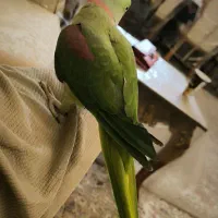 شاه طوطی نر فول دستی