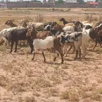 ۳۰ بز جوان شیری  پاکستان همشون ابستن شده