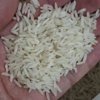 برنج هاشمی آستانه