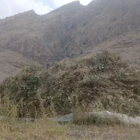 ماش دون درشت