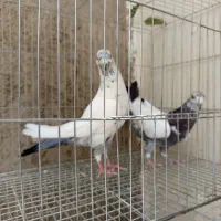 فروش کبوتر
