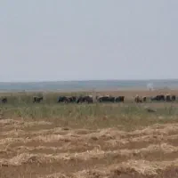 کار بلد در بخش دامداری ،گاومیش،به صورت چرای ازاد