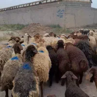 میش بره دار