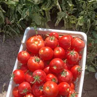 نشا گوجه فرنگی