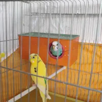 یک جفت مرغ عشق باقفس و همه چیز