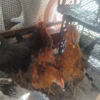 مرغ و خروس