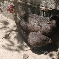 مرغ رسمی