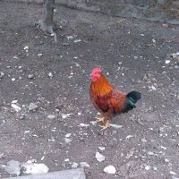 فروس مرغ خروس