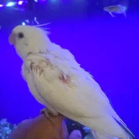 جوجه عروس هلندی