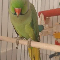 ملنگو نر همراه با قفس