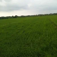 نیسان بار پخش سرچینه وکلش هرروز