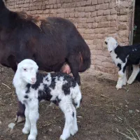 ۴۰ راس بره نر درجه یک