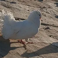 کبوتر دم چتری