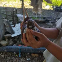 یک عدد کفتر سرخ سرحال