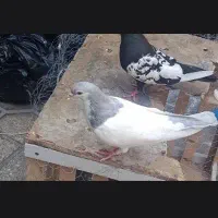 کفتر یال