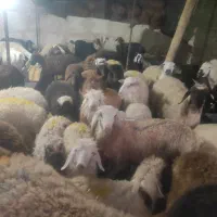 مستقیم ازدامدار خرید کن بره نر بزغاله میش گوسفند