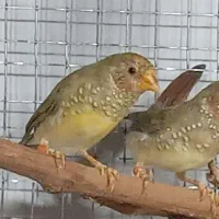 جفت ستاره ای کار داده گلدین