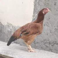 مرغ