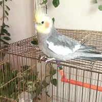 عروس هلندی گمشده
