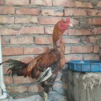 جوجه خروس لاری و خروس لاری