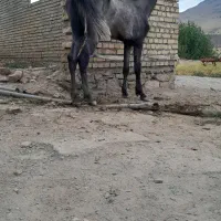 اسب نریان