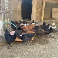 مرغ و خروس