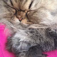 گربه بریتیش نر