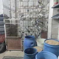 کبوتر