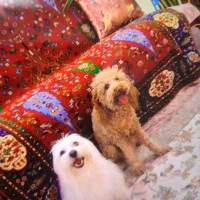 سگ پودل اصل به شرت