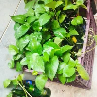 قلمه ی گل پتوس و سوسن