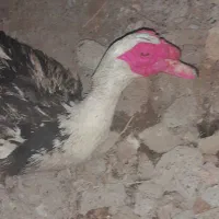 اوردک‌قیمت‌۱۷۰۰۰۰۰۰|حیوانات مزرعه|زهک, |دیوار