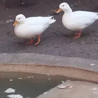 فروش اوردک،کال