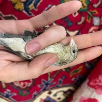 جوجه سهره قناری کال