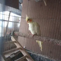 جوجه عروس هلندی سرلاکی
