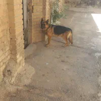 یک قلاده سگ ژرمن شپر اصل