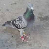 نر ماده