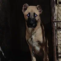 واگذاری سرابی