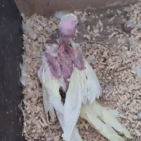 عروس هلندی جفت با جوجه