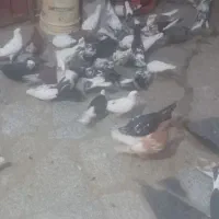 پرنده
