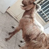 نری