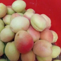 قیصی شیرین و خوش طمع و ابدار