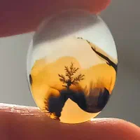 سنگ شجرالمپیکی