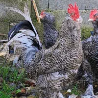 تخم نطفه دار مرندی کوکو