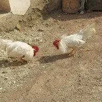 خروس|حیوانات مزرعه|خوی, |دیوار