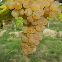 فروش انواع نهال میوه ریشه پرس