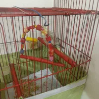 عروس هلندی ماده با قفس