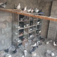 کبوتر