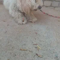 واگذرسگ